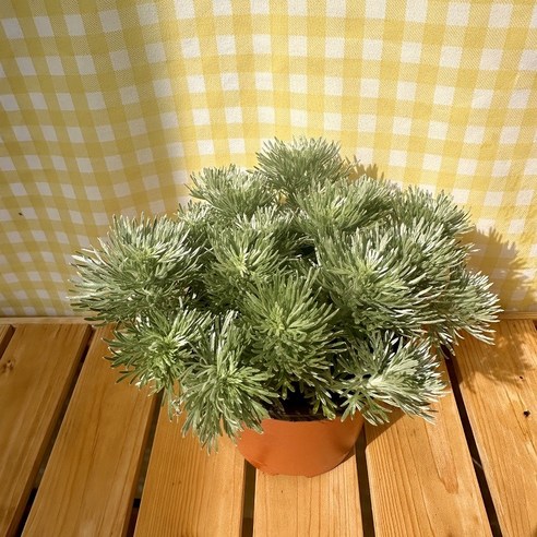 밋밋한 공간에 생기를 불어넣는 은은한 비밀