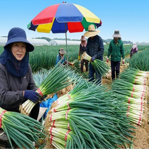 산지직송 국내산 손질대파 1단