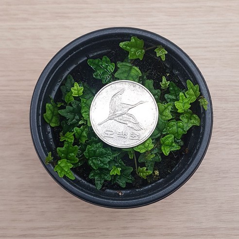 초록 식물테라피, 나만의 작은 숲 만들기