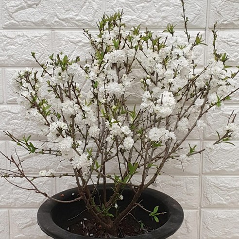 집안일의 늪에서 탈출하는 마법, 옥매화45