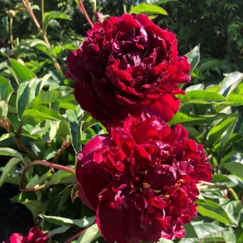 당신의 공간에 향긋한 설렘을 더하는 방법 목단묘목 당신의 공간에 향긋한 설렘을 더하는 방법 목단묘목