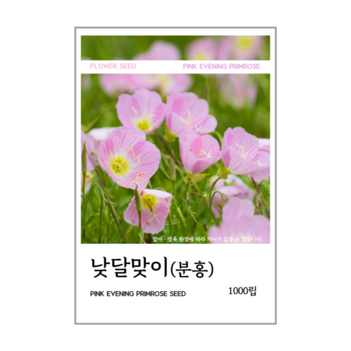 낮달맞이(분홍) 씨앗 1000립, 1개