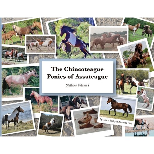 (영문도서)The Chincoteague Ponies of Assateague: Volume I Stallions Paperback, Misty, English, 9798995526308