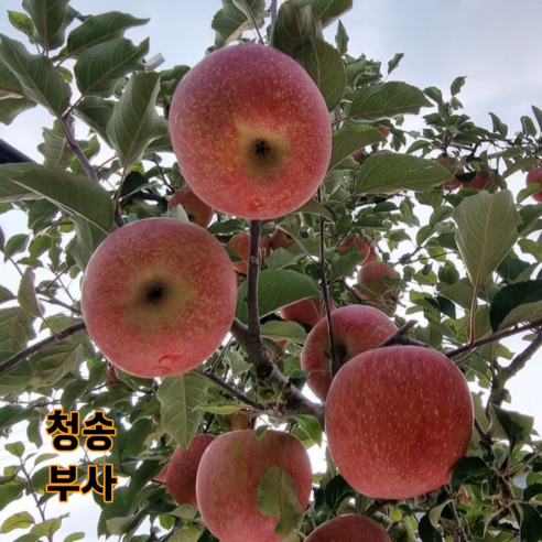 사과즙 청송사과 100 생즙 착즙 HACCP 인증 120ml, 50개 실사용 후기 | 효과 있을까? - 상품 이미지 3