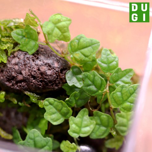 집 안에서 나만의 작은 자연을 만나는 마법