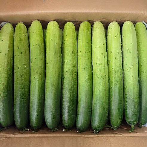 싱그러움이 입안 가득! 국내산 백오이 아삭한 백다다기 특품 1kg, 지금 바로 만나보세요!