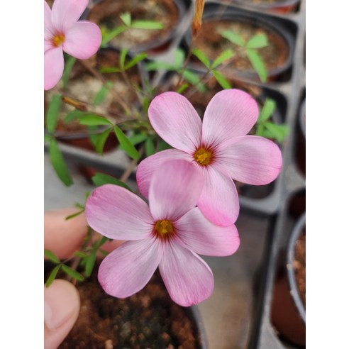 사랑초 입문자 세트로 당신의 일상에 작은 행복을 더하세요