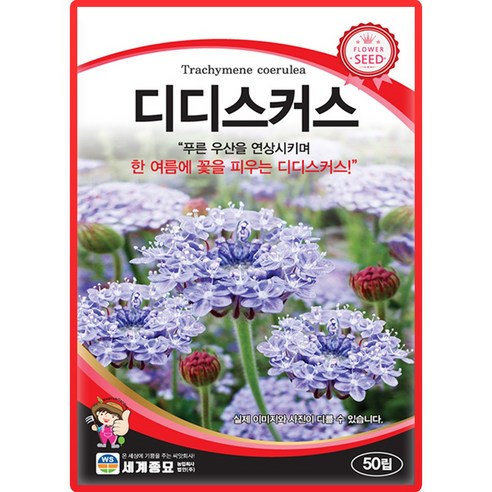 세계종묘 디디스커스 씨앗 50립 디디스커스 꽃씨 허브 종자, 1개