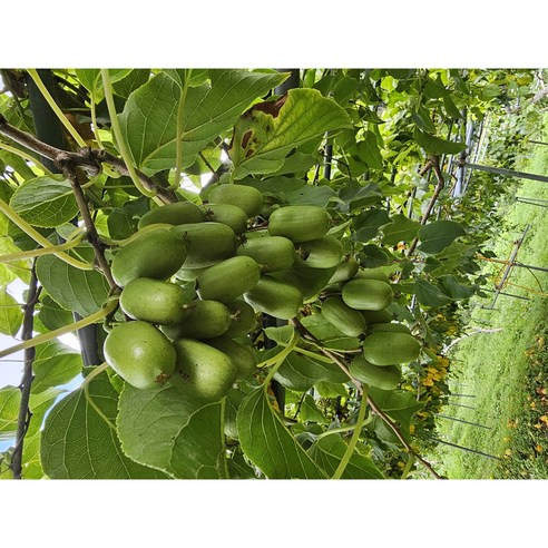 토종다래발효액3년산1500ml(농업기술명인제품) 맛있게 먹은 솔직 후기 - 상품 이미지 4