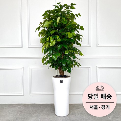 삭막했던 공간에 숨통을 트여주는 초록의 마법 축하화분