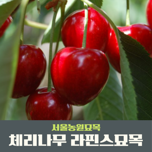 내 손으로 직접 키우는 달콤한 체리 이야기 체리나무묘목