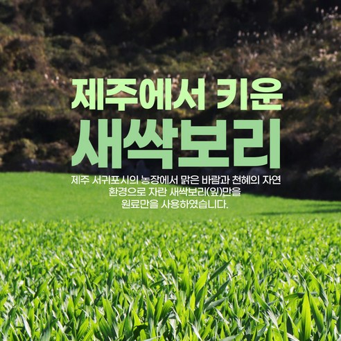 제주 새싹보리 분말 HACCP 인증 국산 어린 새싹 보리 잎 보리새싹 가... 맛있게 먹은 솔직 후기 - 상품 이미지 3