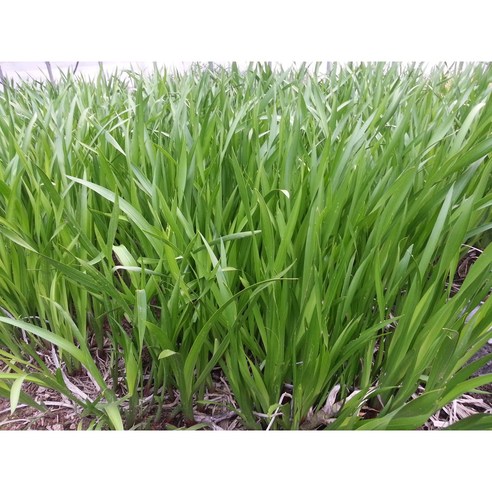 말린 창포 300g 창포전문농장 생산자 직판 이미지 2