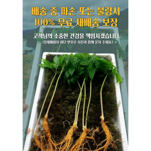 천생삼 산양산삼 소소 싹대삼 3년근 50g(35-50뿌리) 산삼 산양삼 ... 실사용 후기 | 효과 있을까? - 상품 이미지 3
