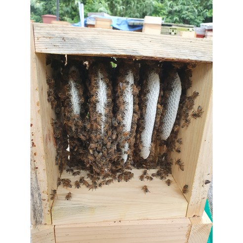 가나허니 천연밀랍 벌집꿀 약 2kg 선물용 업소용 생산자 직접 발송 맛있게 먹은 솔직 후기 - 상품 이미지 3
