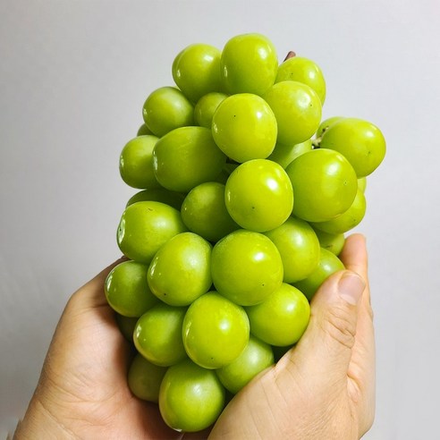 Ujunongbu Mango Grape Ssieops Grape High Sweetness Syainmeoseuket 1 Box 2 KG(2~4 Su ) (우주농부 프리미엄 망고포도 씨없는포도 고당도 샤인머스켓 1박스 2KG(2~4수))