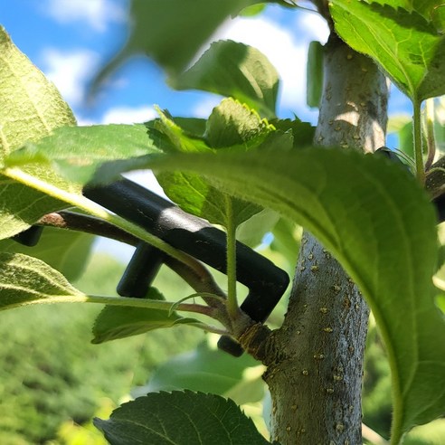엉켜버린 식물 고민 해결, E클립으로 곧고 건강한 성장을