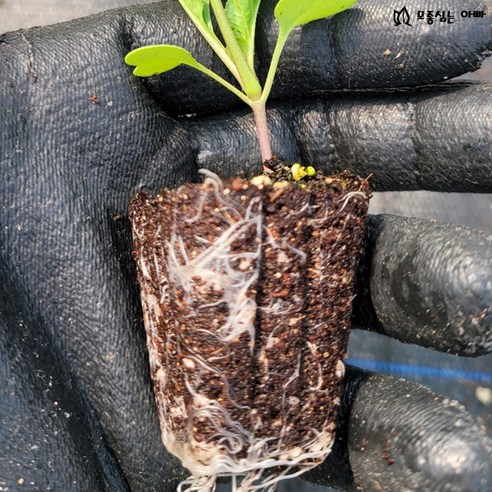 집에서 즐기는 신선한 이탈리안, 루꼴라 모종으로 완성하세요