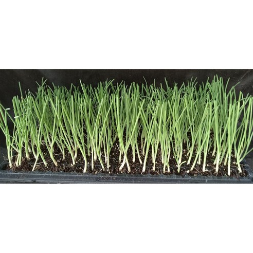 텃밭 가꾸기, 이젠 망설이지 마세요 양파모종