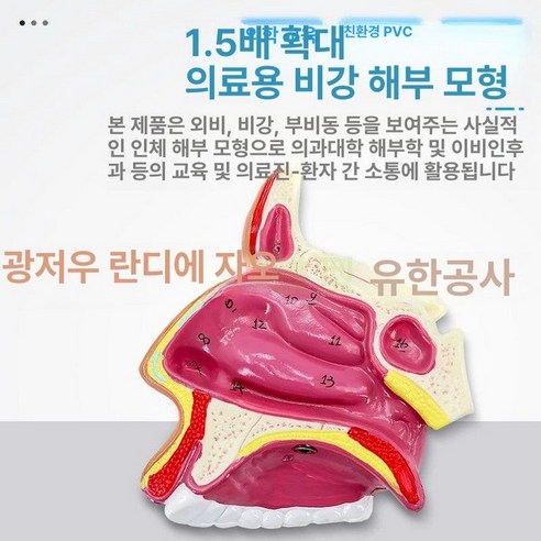 비강 구강 모형 인두강 호흡기 교육 해부도 모델 구조 실습용 - 캐릭터/애니메이션