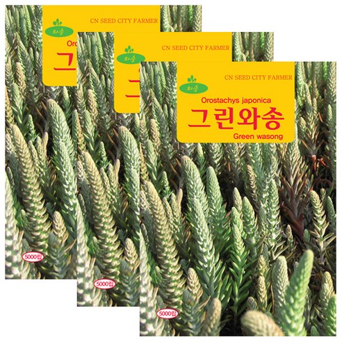 세인화분 와송 5000립, 3개