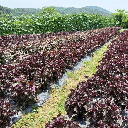 약초약선생 국산 자소엽 차조기잎 차즈기 농장직송 생자소엽 300g, 1개 이미지 4