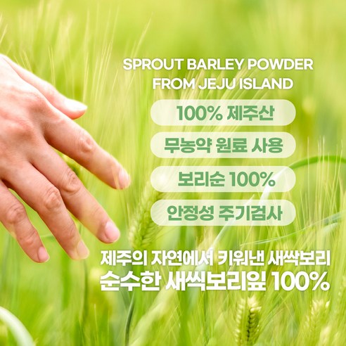 제주 새싹보리 분말 HACCP 인증 국산 어린 새싹 보리 잎 보리새싹 가루 대용량 500g, 1개 이미지 2