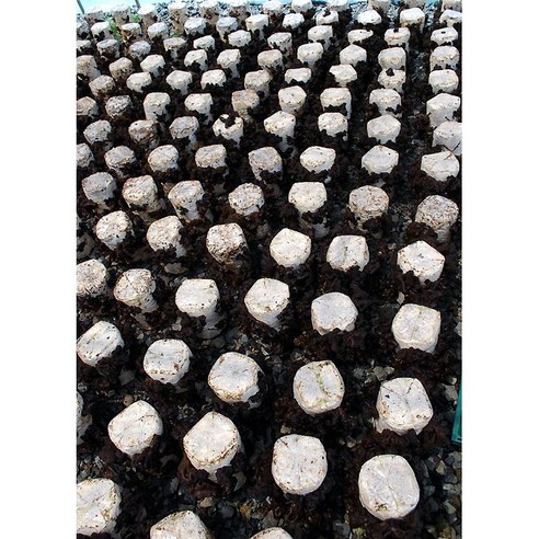 국산 깨끗하게 말린 건목이버섯 150g [특품 한잎 목이버섯] 맛있게 먹은 솔직 후기 - 상품 이미지 4