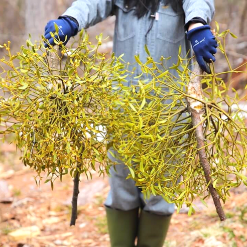 국산 자연산 겨우살이 뽕나무 참나무 500g, 1개 이미지 4