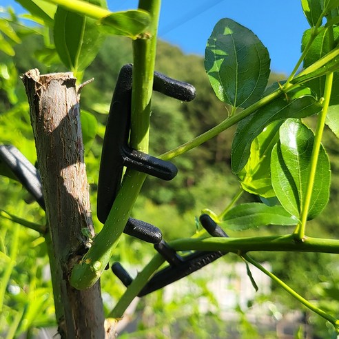 엉켜버린 식물 고민 해결, E클립으로 곧고 건강한 성장을