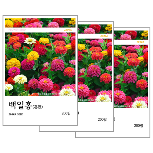 백일홍(혼합) 씨앗 200립, 3개