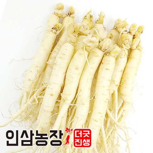 인삼 수삼 금산인삼 세척 원수삼 더굿진생 실사용 후기 | 효과 있을까? 썸네일