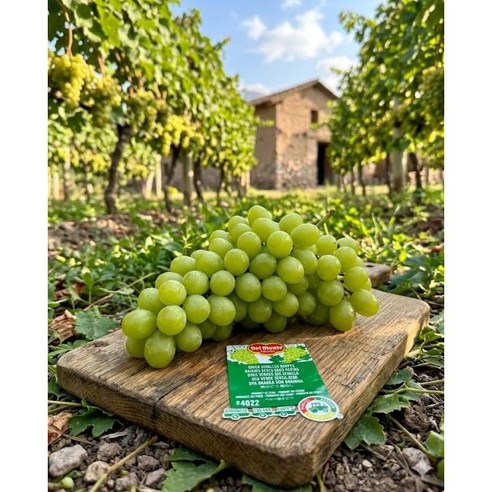 Dongmyeongpam Cho High Sweetness Domestic Shine Muscat Sweetness Seonbyeol Aepeulcheong Grape , 1 Box , 500 g (동명팜 초고당도 국내산 샤인머스캣 당도선별 애플청포도, 1박스, 500g)
