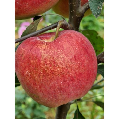 기다림 없이 바로 수확하는 4년생 사과나무 묘목