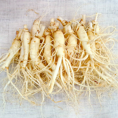 햇수삼 세척수삼 700g 금산인삼 삼계탕용 가정용 홍삼제조용 01.콩콩파... 실사용 후기 | 효과 있을까? 썸네일