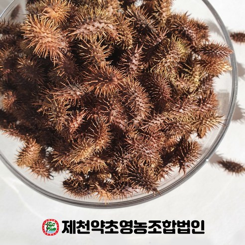 (자연산)국산 창이자 (도꼬마리) 500g 제천약초영농조합