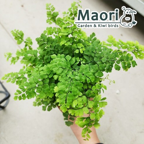 우리 집 공기가 달라지는 마법 아디안텀 우리 집 공기가 달라지는 마법 아디안텀