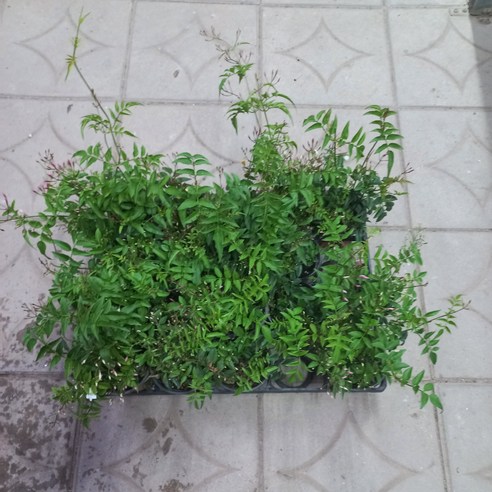 매일 아침, 코끝을 스치는 싱그러움에 기분 좋은 하루를 시작하세요