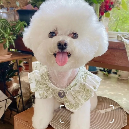 애견 공주옷 하네스 강아지 고양이 여름산책, 1개, 핑크