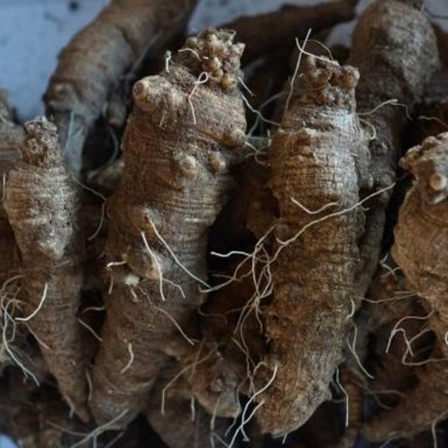 자연산 산더덕 야생 산더덕 500g 1kg, 야생 산더덕 500..., 1개 - 더덕 | 쿠팡