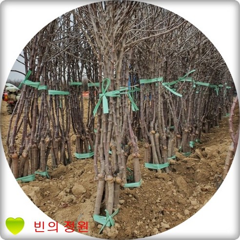 사과나무 Malus pumila Mill 묘목 apple tree 홍옥 부사 후지 홍로 아오리 대량주문내고, 홍옥, 1개 ...