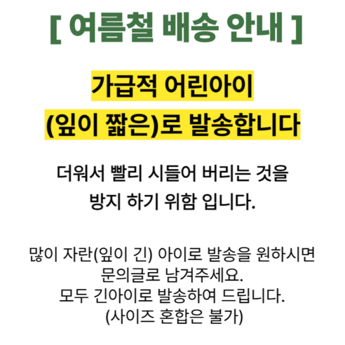뮤토 친환경인증 [핏 캣그라스] 생화 귀리 새싹 가성비갑 신선한 고양이 간식 캣글라스 이미지 4