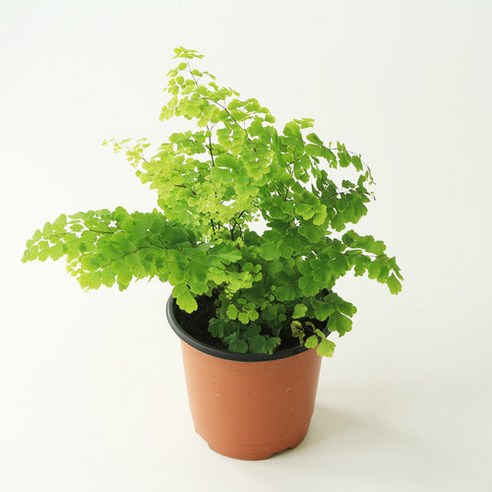 우리 집 공기가 달라지는 마법