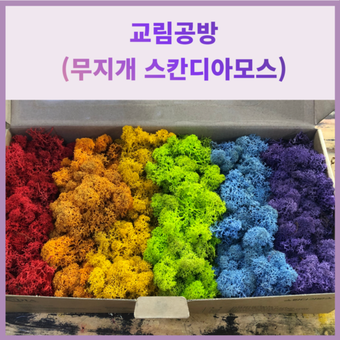 스칸디아모스 무지개 모스, 싱그러움과 창의력을 당신의 공간에!