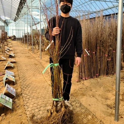 집에서도 맛있는 복숭아를 직접 수확하는 꿈, 현실로 만들어 보세요 엘바트복숭아 집에서도 맛있는 복숭아를 직접 수확하는 꿈, 현실로 만들어 보세요 엘바트복숭아