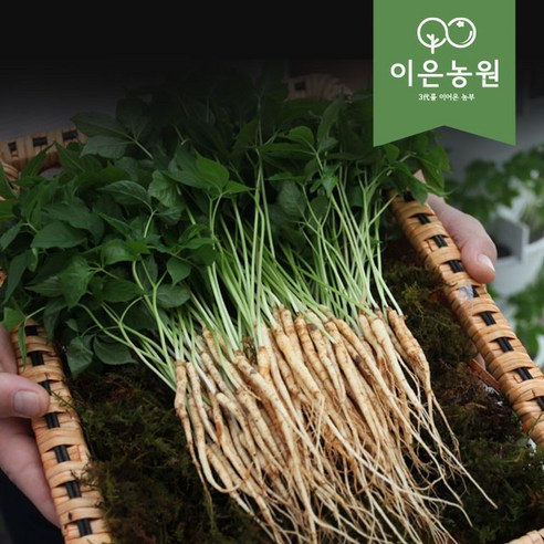 이은농원 새싹삼 못난이 가정용100 뿌리 ( 13 cm 좌우 ) 이미지 3