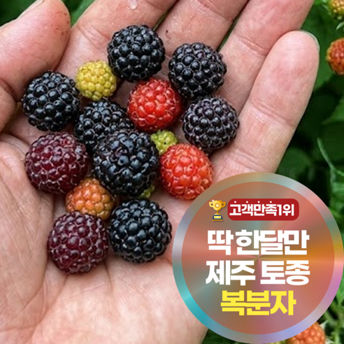 삼시세끼연구소 더 달큰한 제주 토종 복분자 특품 에어세척 5단계선별, 0.2kg, 1박스 - 복분자