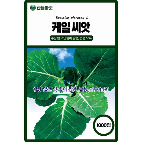 케일 씨앗 1000립 수량 많고 맛 좋은 버팀성이 강한 고급 품종 종자, 1개