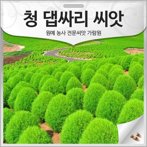 청 댑싸리 씨앗 댑사리 종자 댑싸리씨 뎁싸리 1500알 - 채소씨앗 | 쿠팡