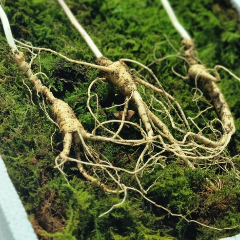 한울산삼 못난이 6년 산양산삼 3g, 30개 이미지 4